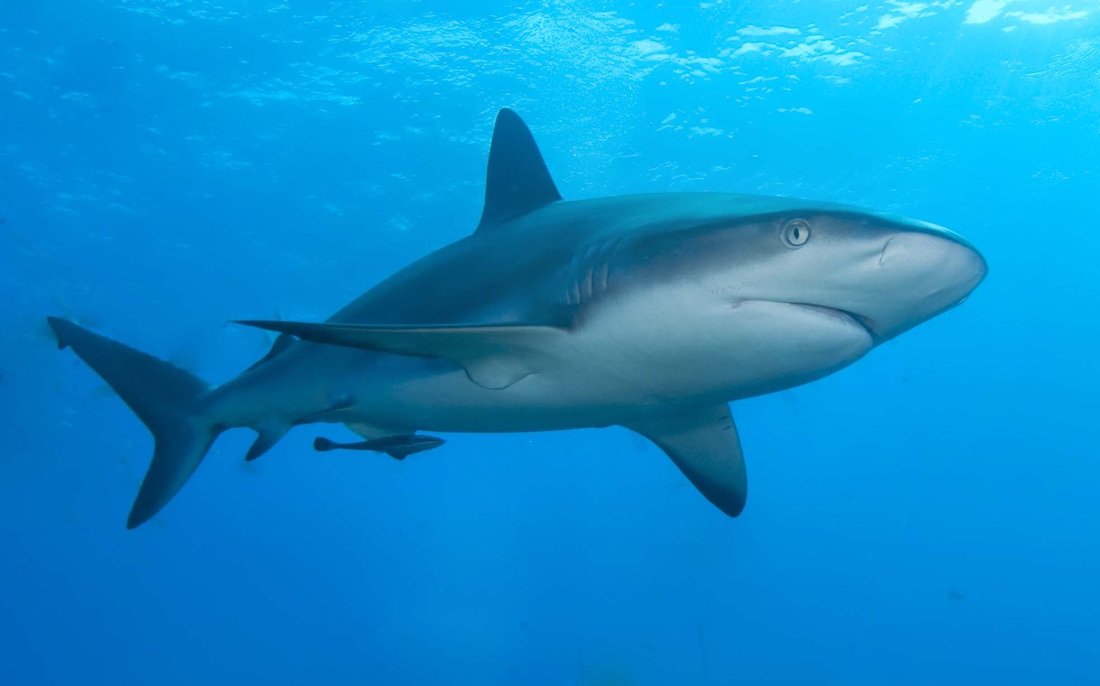 shark quiz which shark are you